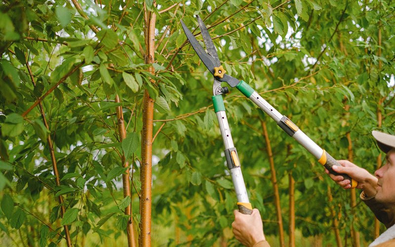 Tree trimming in Doylesburg, PA